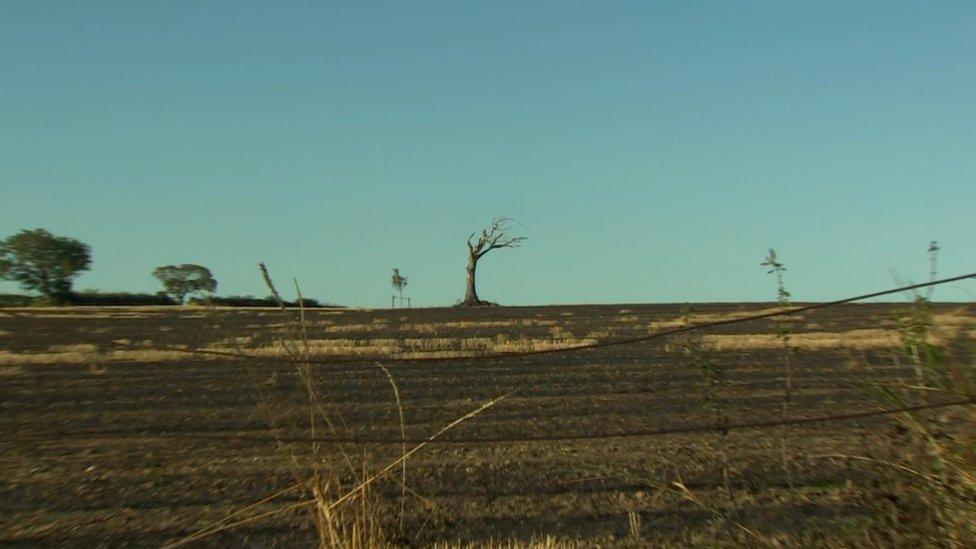 The aftermath of the fire in the field