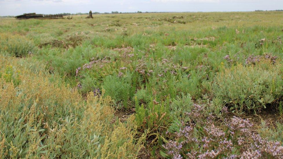 Healthy saltmarsh at Northey Island