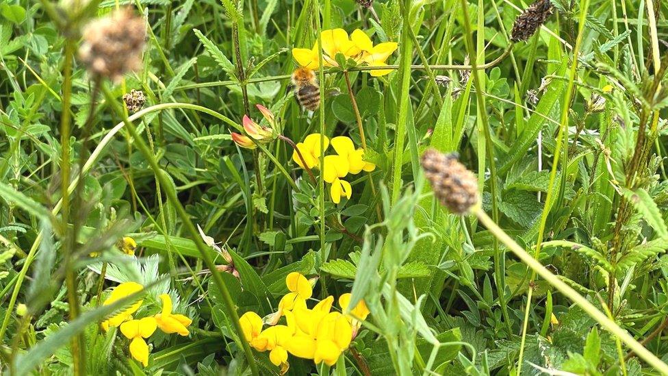 Wildflowers at Cullaloe Wildlife Reserve