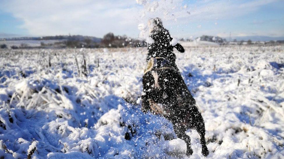 A dog playing in the snow