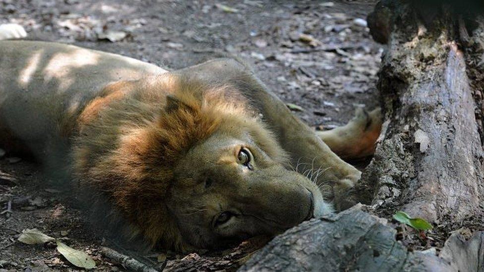 A starving lion in a private crocodile farm in the San Manuel municipality, Cortes department, 220 km north of Tegucigalpa on 1 November, 2015