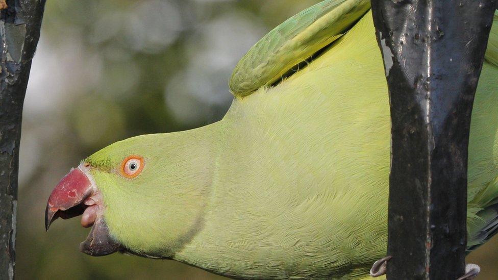 Parakeet in a park