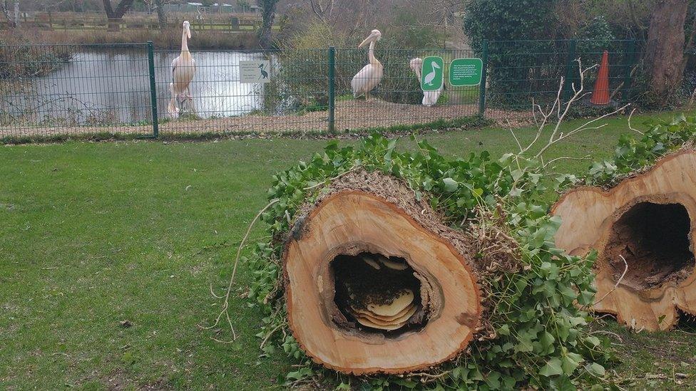 Wildlife park trees being felled with colony of bees inside trunk.