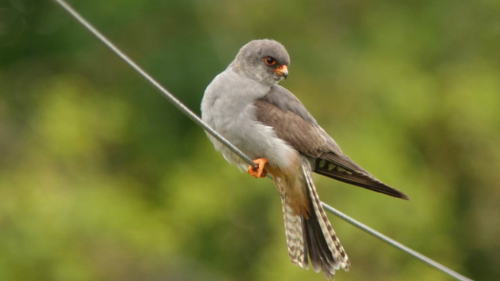 Red-footed falcon