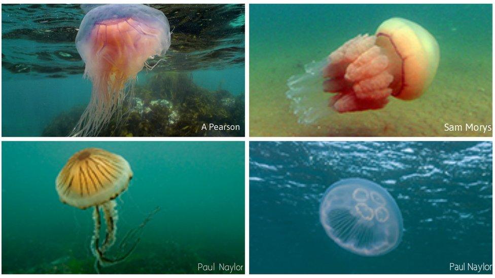 Blue, barrel, compass and moon jellyfish