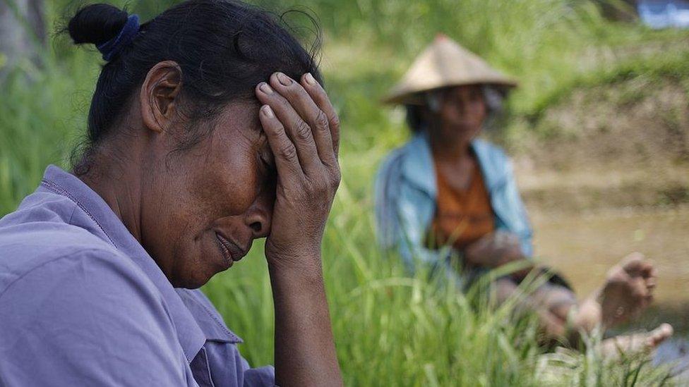 Rice paddy indon