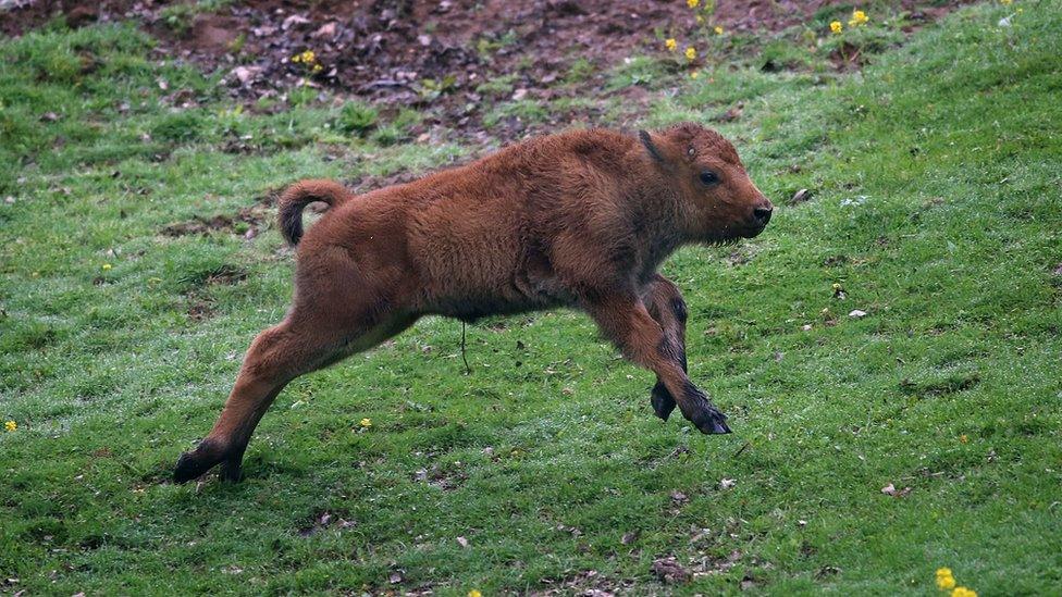 File photo of baby bison running on grass