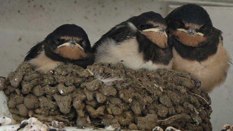 The swallow chicks in the nest