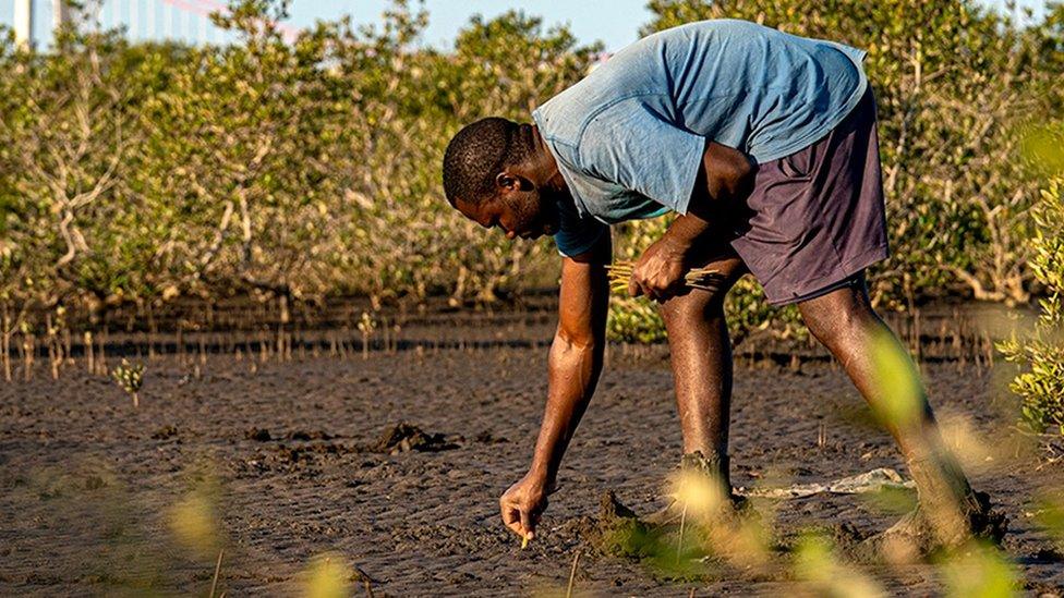 Tree planting in Madagascar