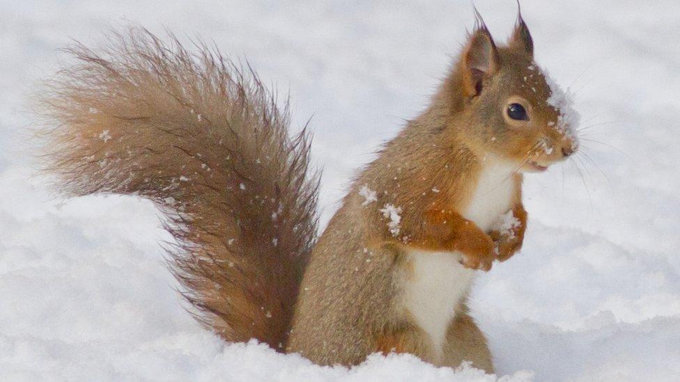 Squirrel in the snow