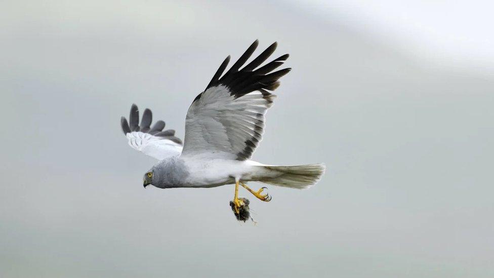 Hen harrier