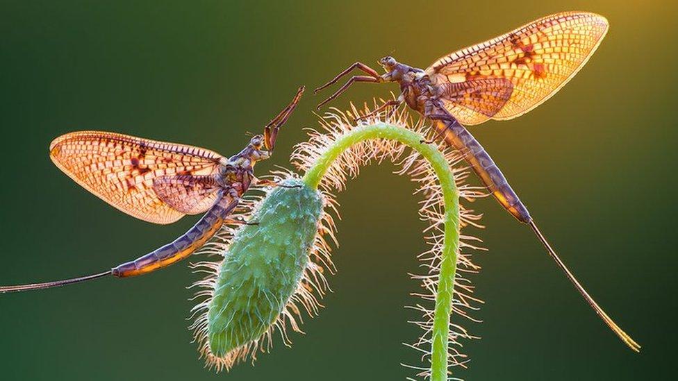 Two mayflies perched on a plant stem