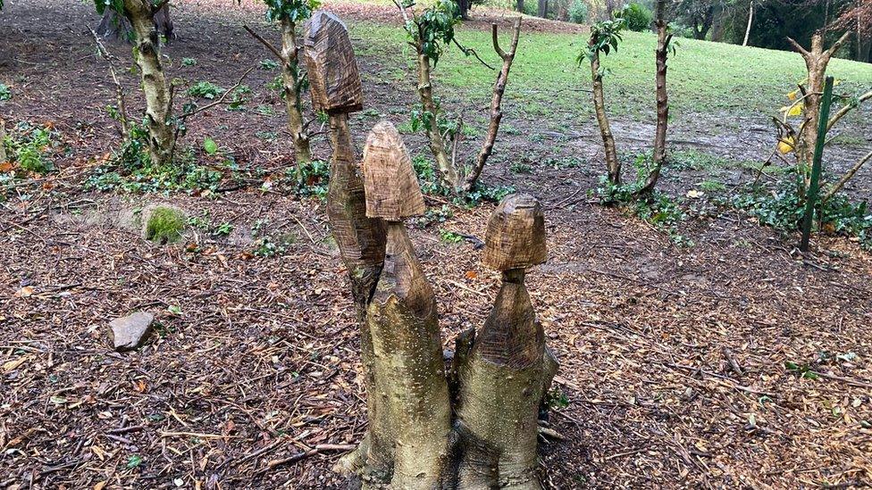 Mushroom carvings in cwmdonkin