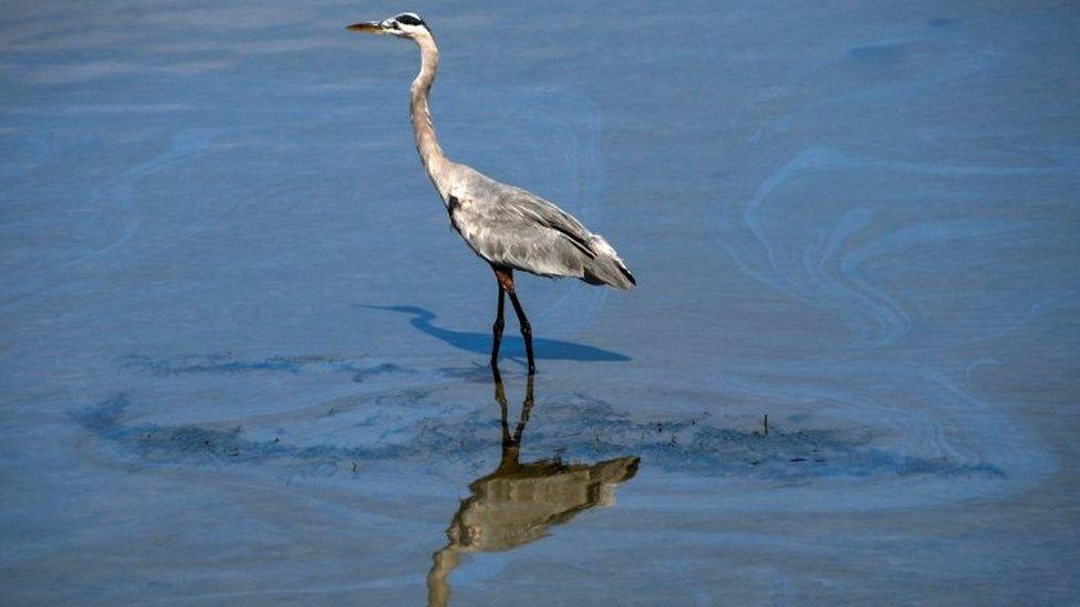 A bird walks through a small oil slick in the Talbert Channel