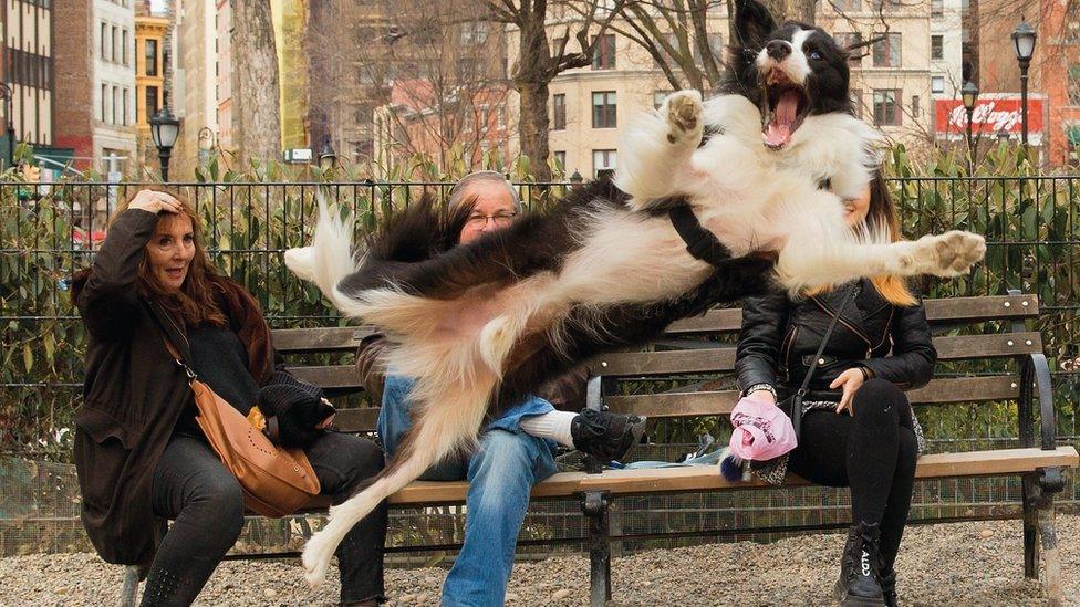 Border Collie - dog jumping in New York