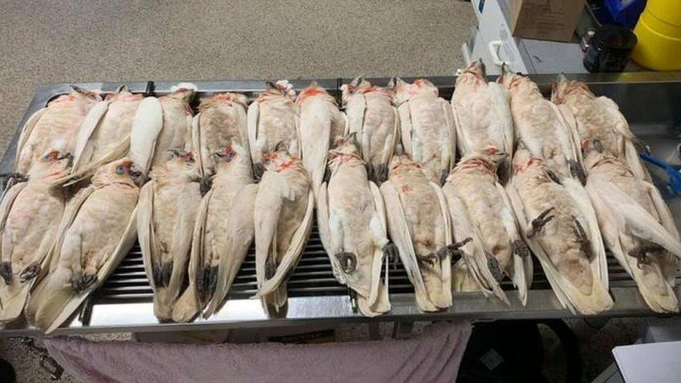 Deceased corellas on a vet's table