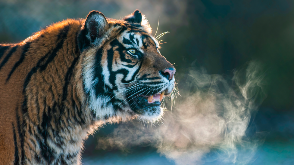 Tiger with frosty breath