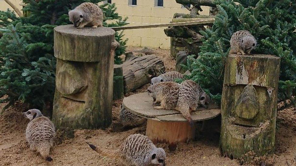 Meerkats at the owl sanctuary