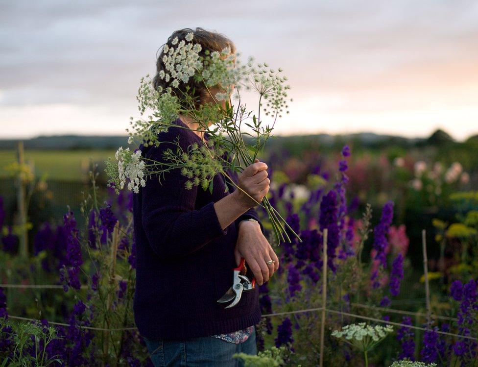 Ammi magus, Binnington Blooms, North Yorkshire