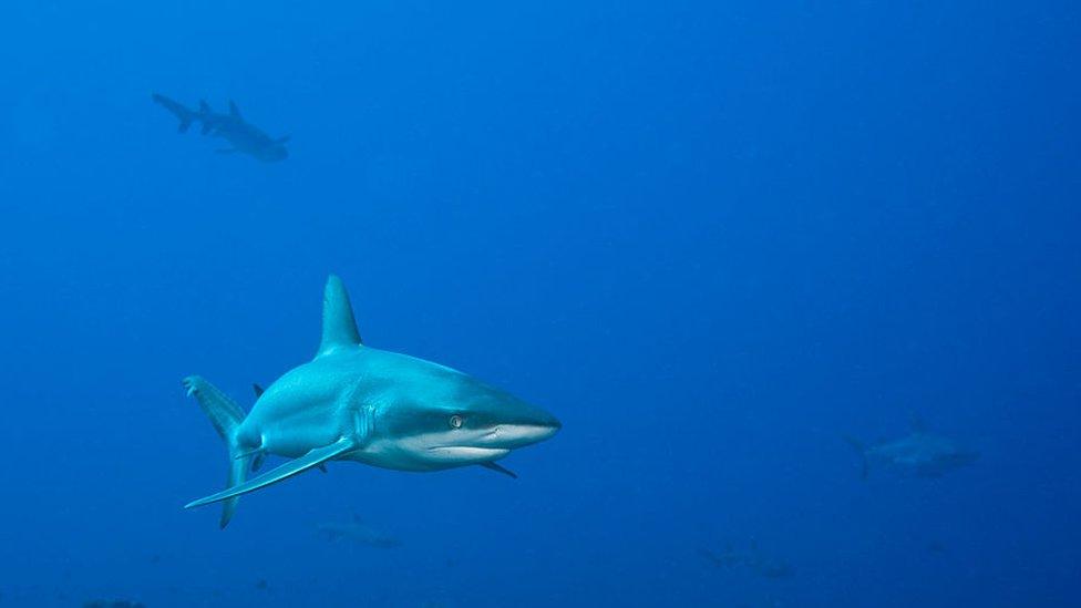 Grey reef shark