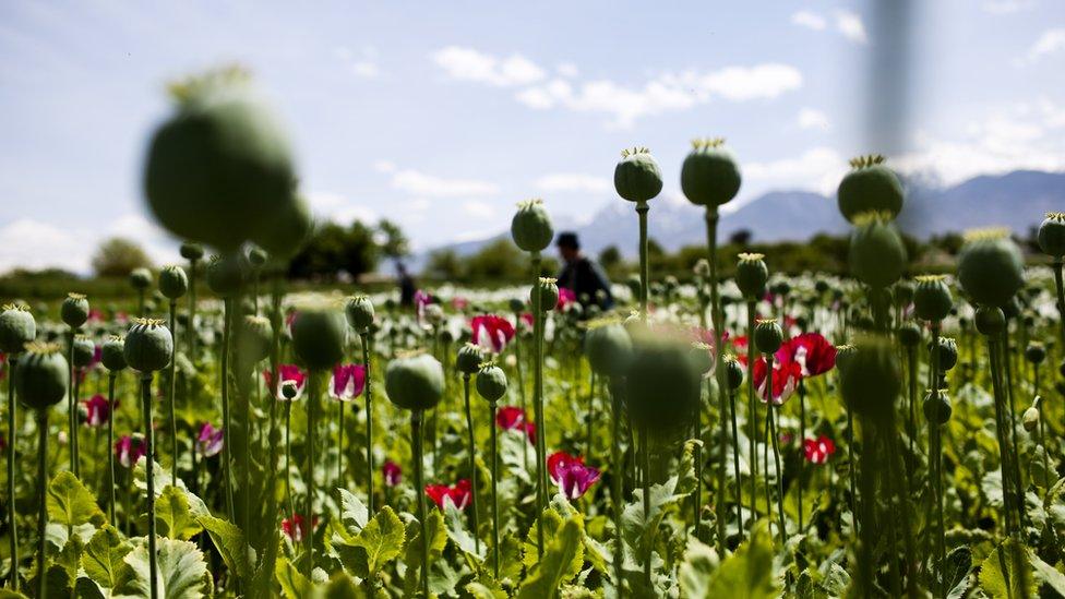 An Afghan poppy field in full bloom