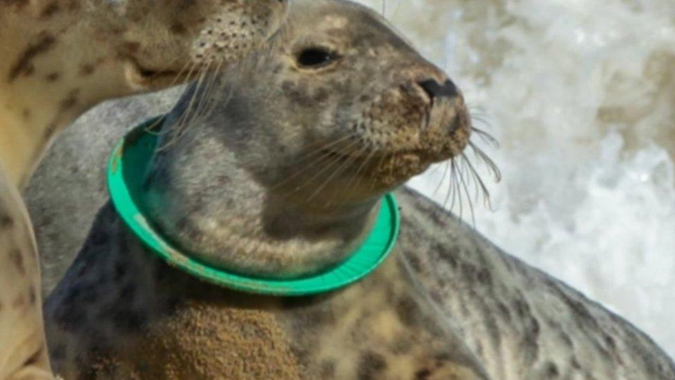 A toy ring around the neck of a seal in the Lincolnshire Wash