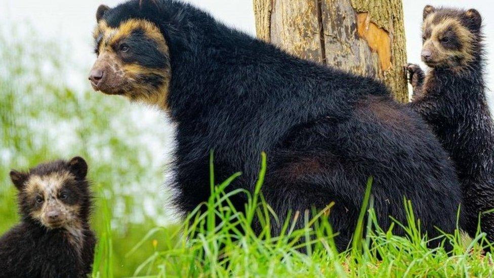 The bear cubs and their mum