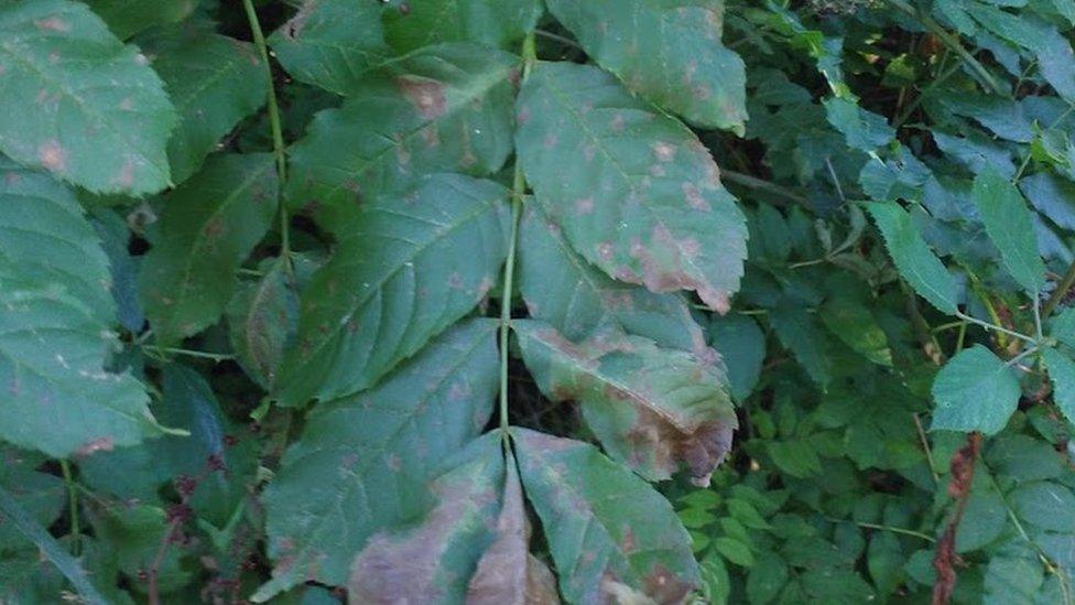 Tree with ash dieback disease