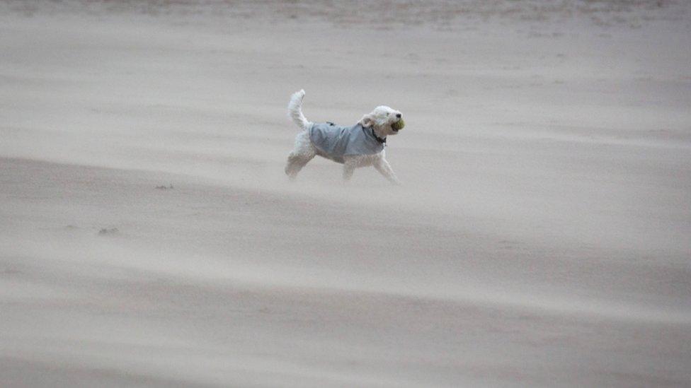 A windswept dog enjoys a day out in Barry, Vale of Glamorgan, despite the weather