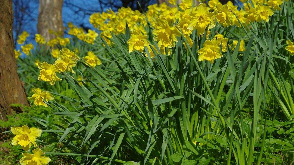 Daffodils in Alexandra Park, Penarth