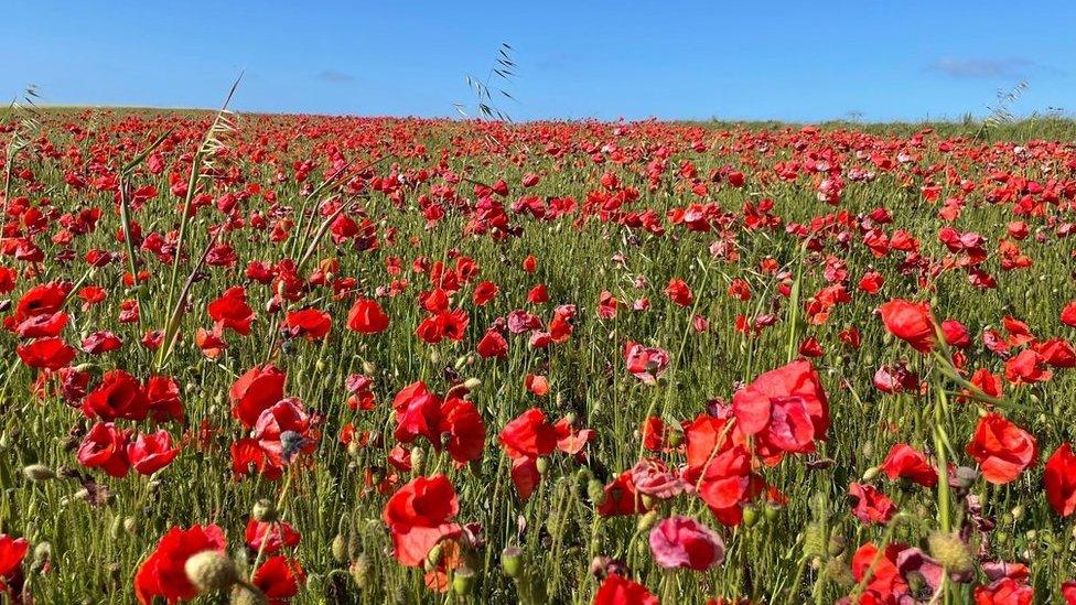 The poppy field at West Pentire