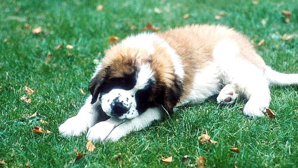 A St. Bernard puppy lying on grass