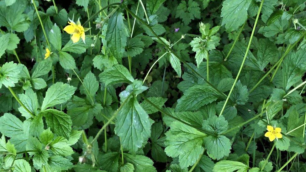 Yellow flowers on green leaves