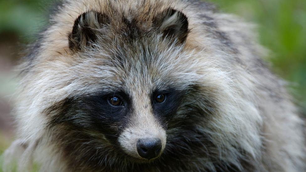 Raccoon dog in Sweden