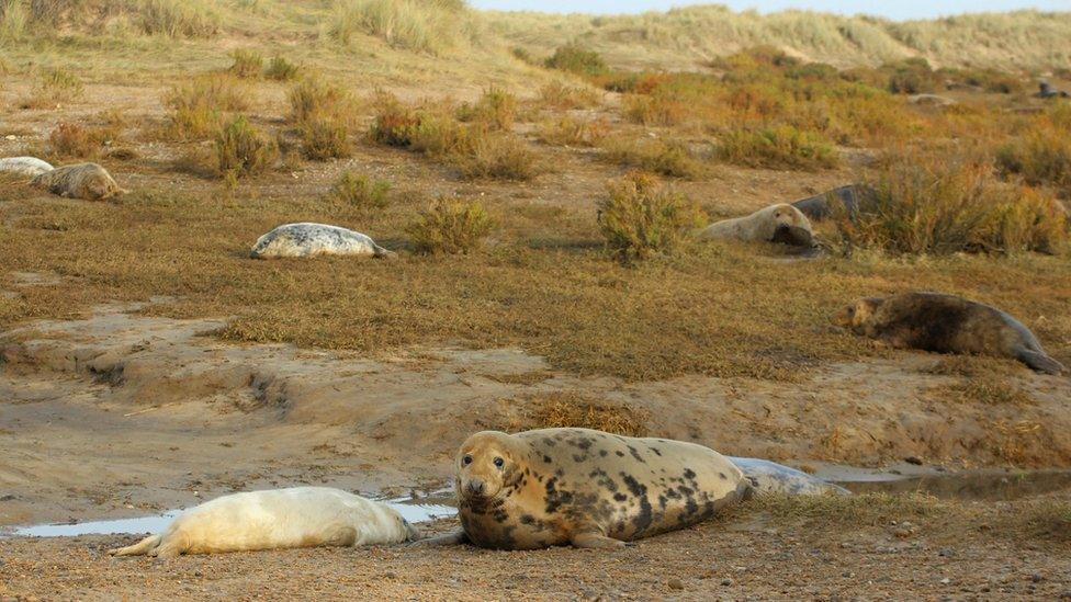 Grey seals at Blakeney