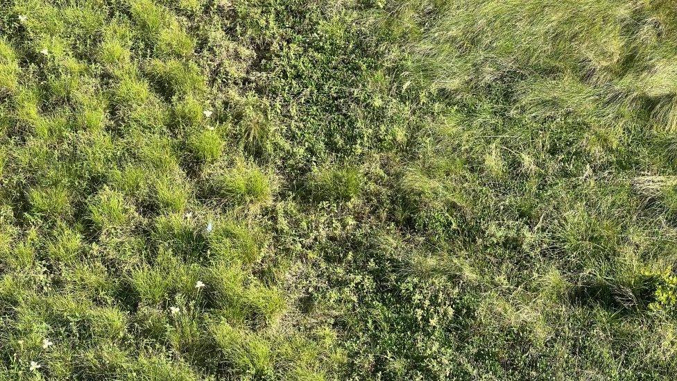 A close up of green roof in California