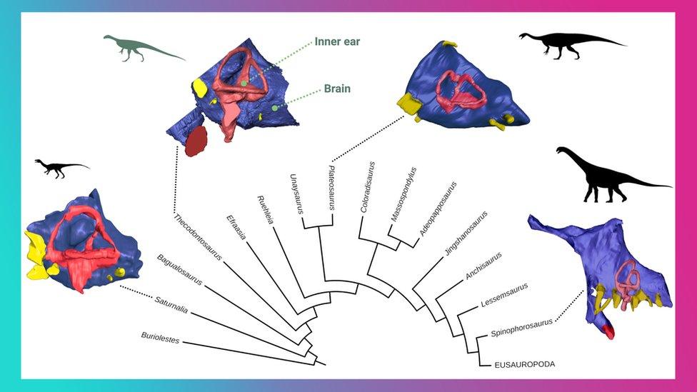 dinosaur-brain-scans