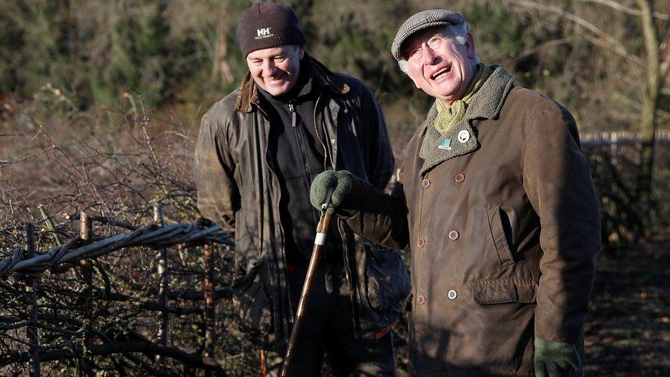 The Prince of Wales hedgelaying