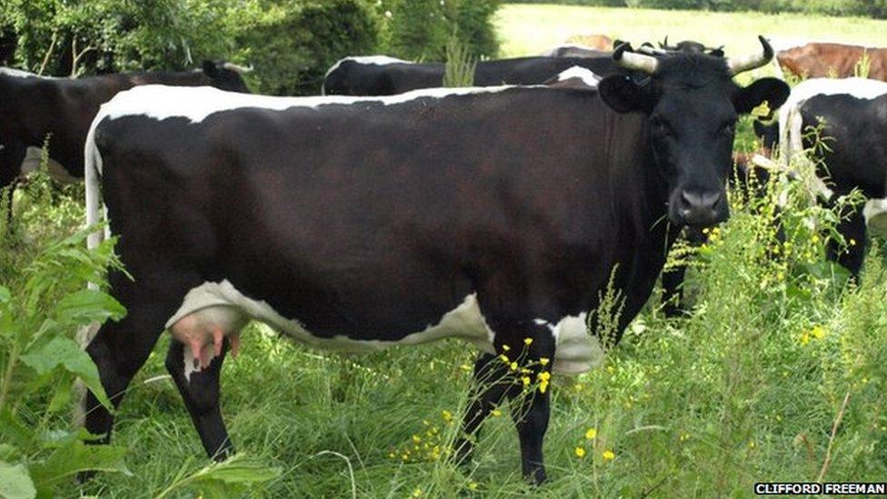 A herd of Gloucester Cattle, one looking at the camera