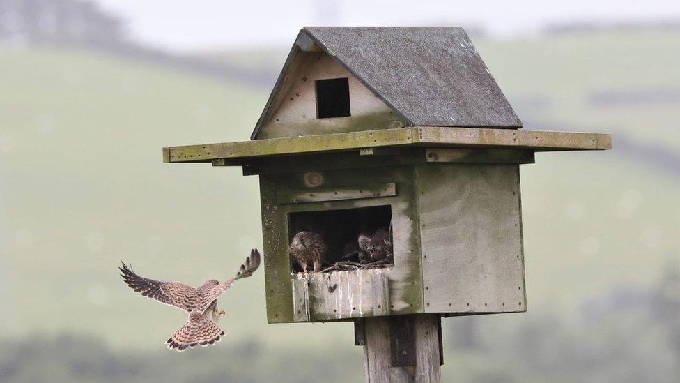 Kestrels in nest box