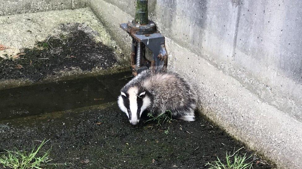 Badger