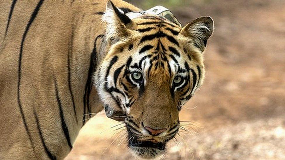 Indian tiger