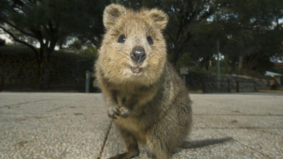 Quokka smiling