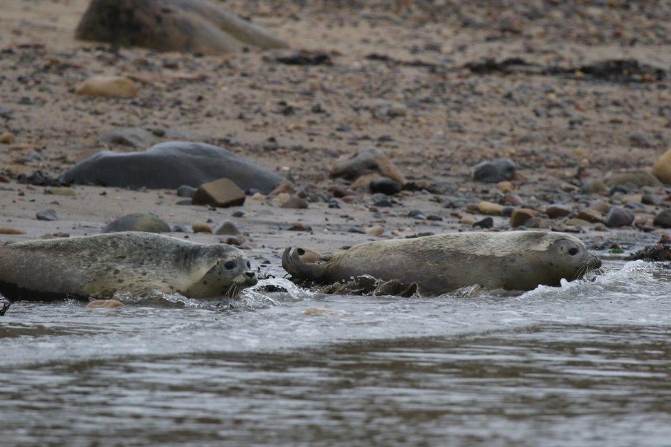 Seals return to water