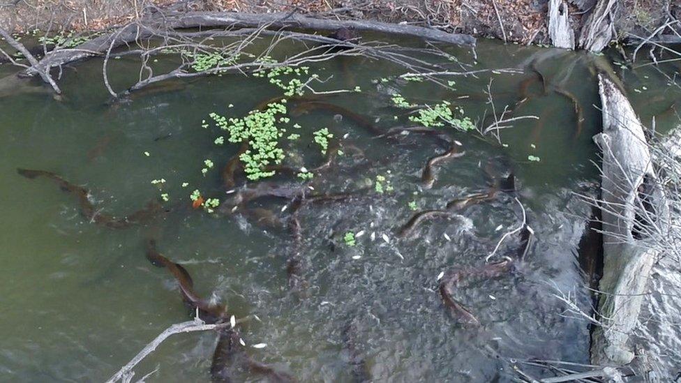 Group of electric eels hunting (c) Douglas Bastos