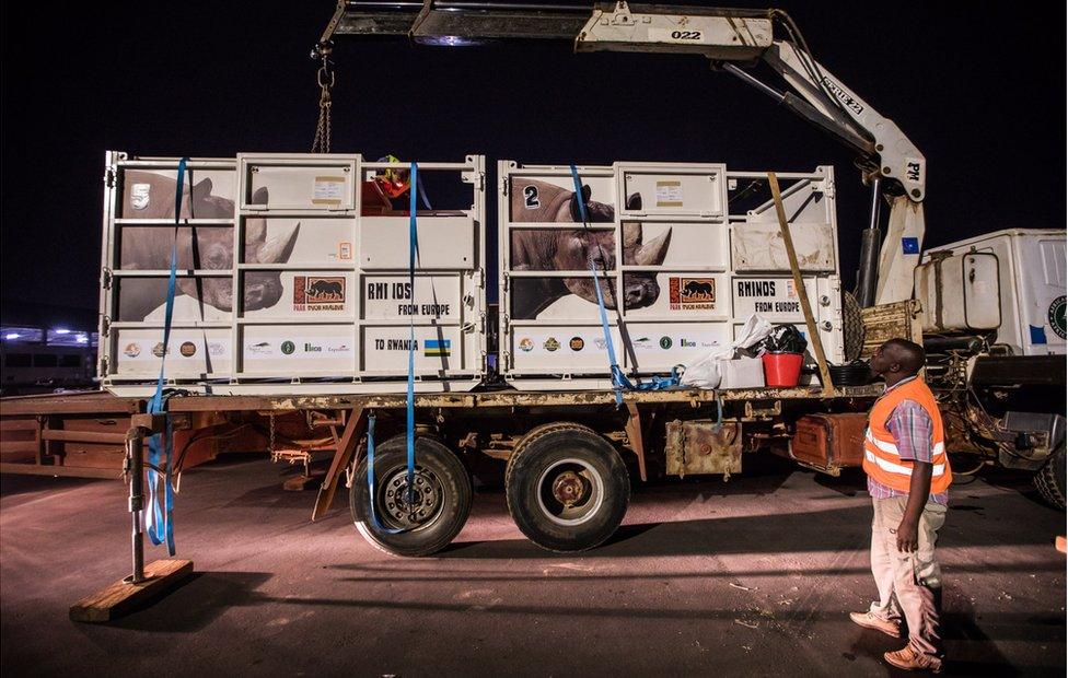 The rhinos arrive at Kigali International Airport