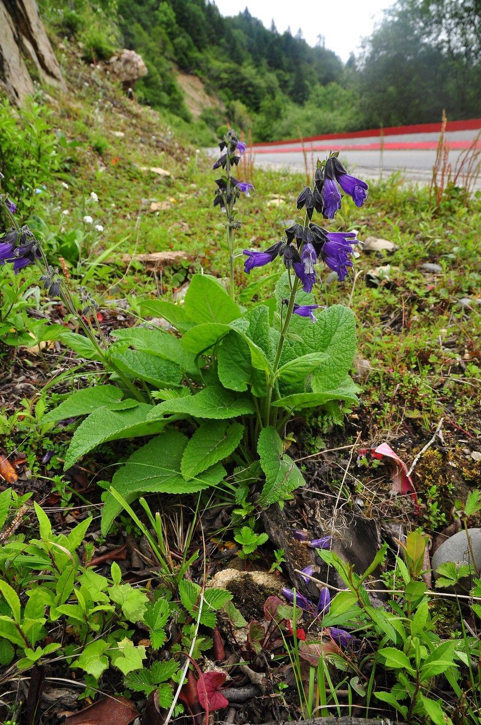 Salvia subviolacea