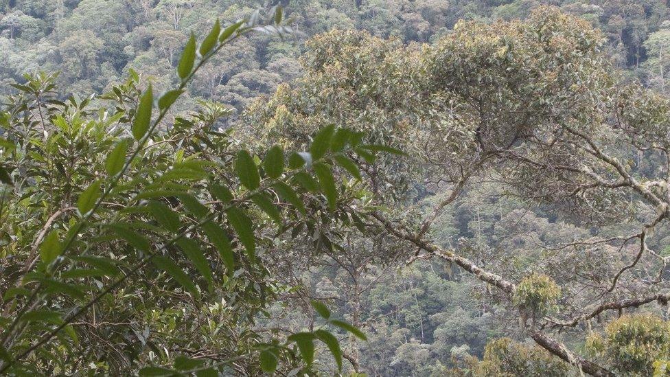 Mountain forest of Sulawesi, where some of the new species have been found