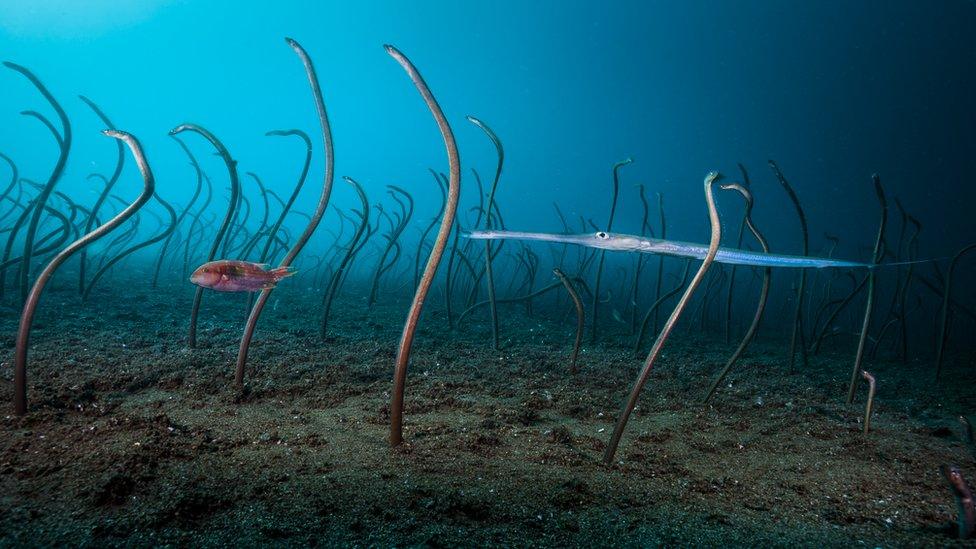 garden-of-eels.