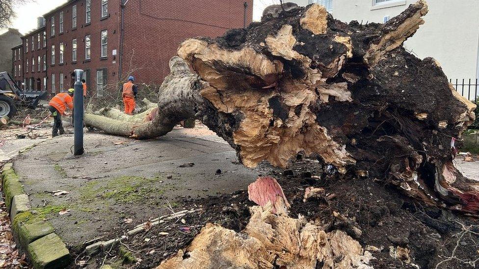 Fallen tree